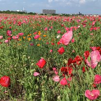 Giro semplice in Minami-Ku, Sagamihara-Shi
