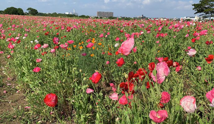 Photo 1 of the Bikemap route "Giro semplice in Minami-Ku, Sagamihara-Shi"