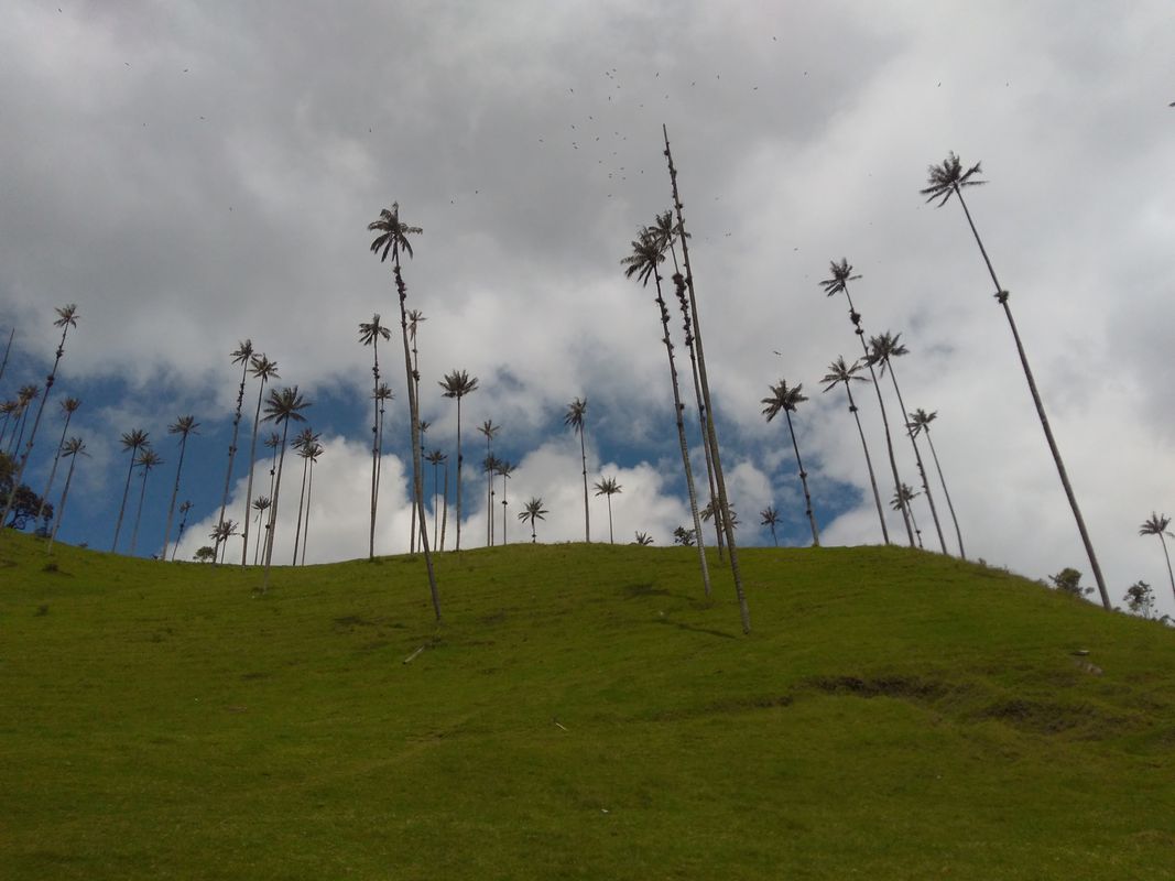 Salento a valle de cocora