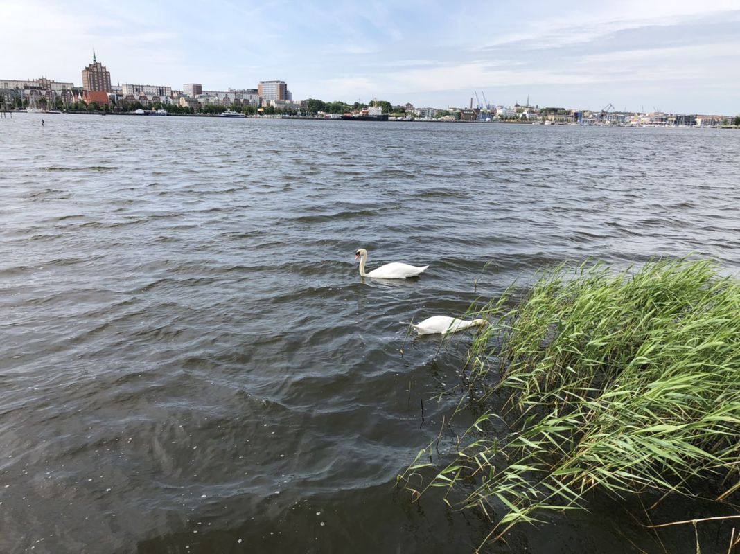 Route im Schneckentempo in Rostock
