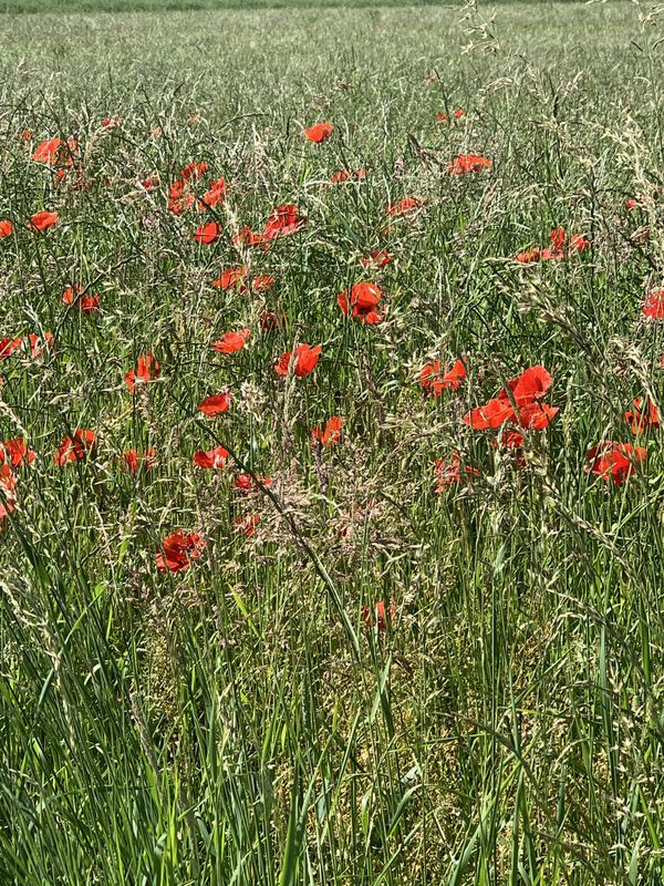 Zofingen-Oftringen-Rothrist-Grod-Vordemwald-Zofingen
