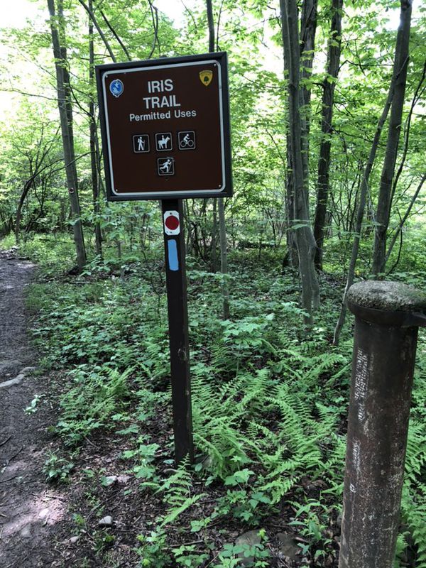 High Point Iris past Lake R