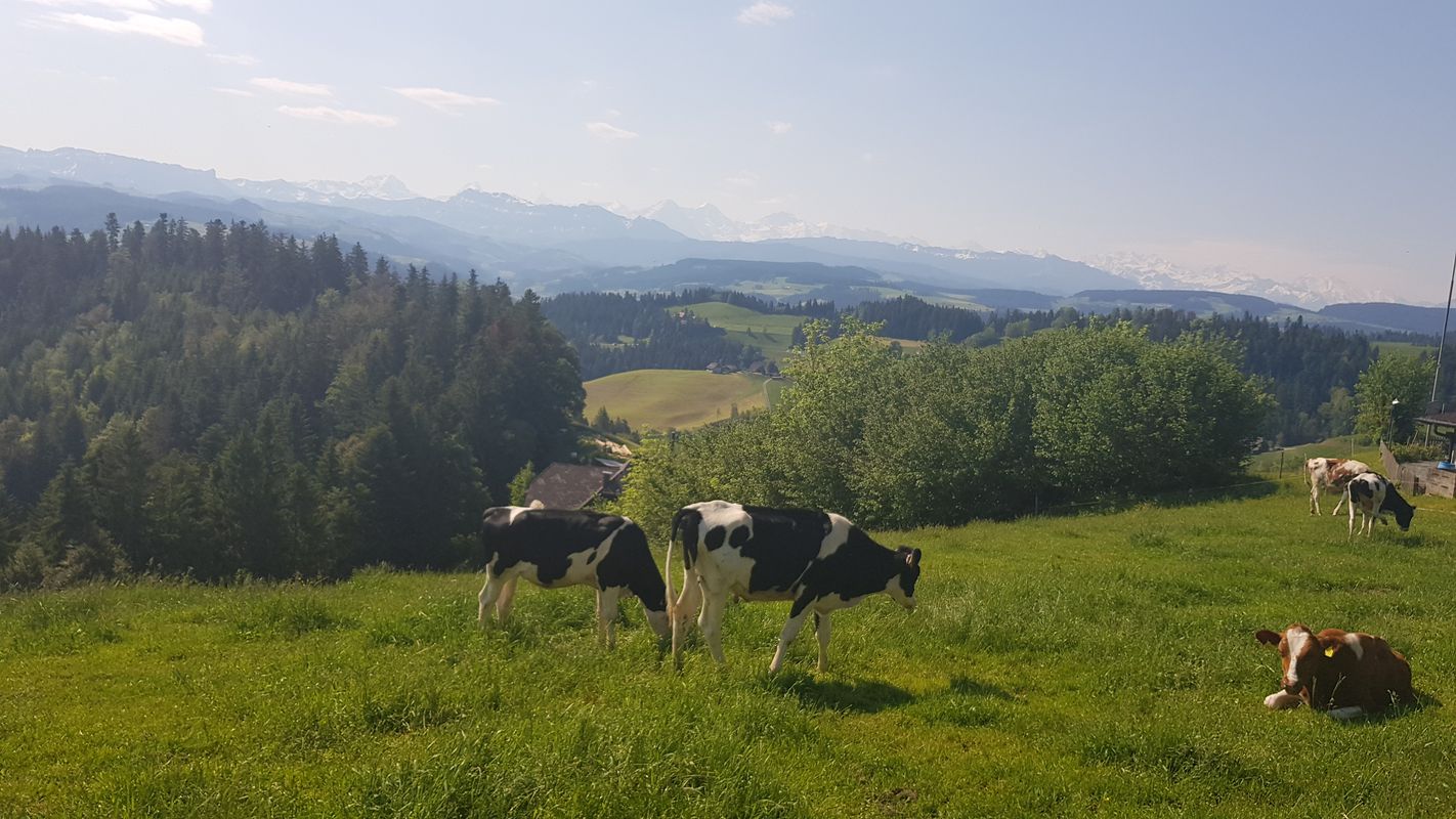 Obergoldbach-Moosegg