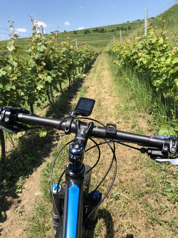 Race - Sauvignon blanc