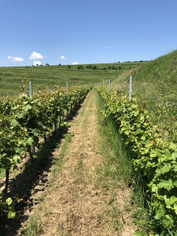 Race - Sauvignon blanc