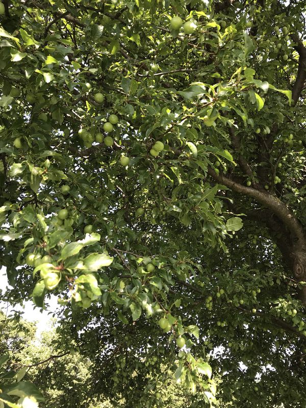 Gerade Fahrt in Laxenburg