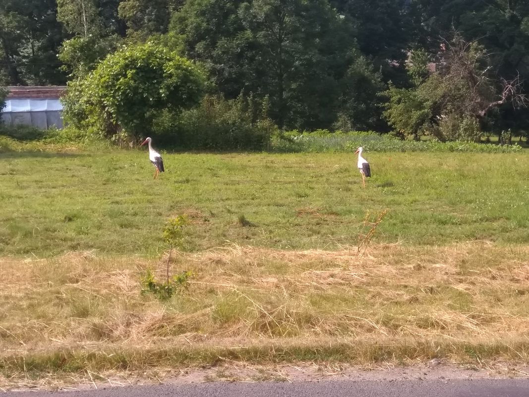 Lwówek Śląski-Pielgrzymka