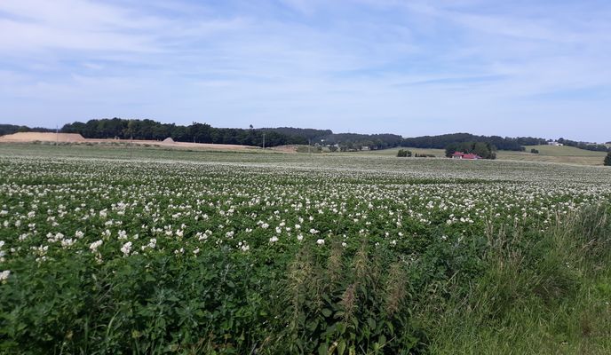 Foto 2 de la ruta de Bikemap "Dębski Pomyłka"