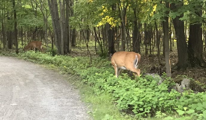 Photo 2 of the Bikemap route "Easy ride in Longueuil - parc enfants"
