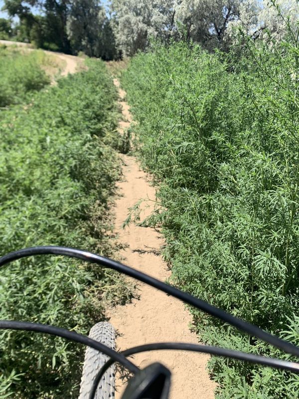 Easy ride in Nampa ID