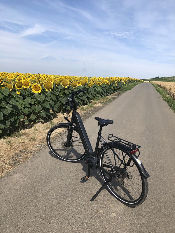 Moderate Route in Vendersheim