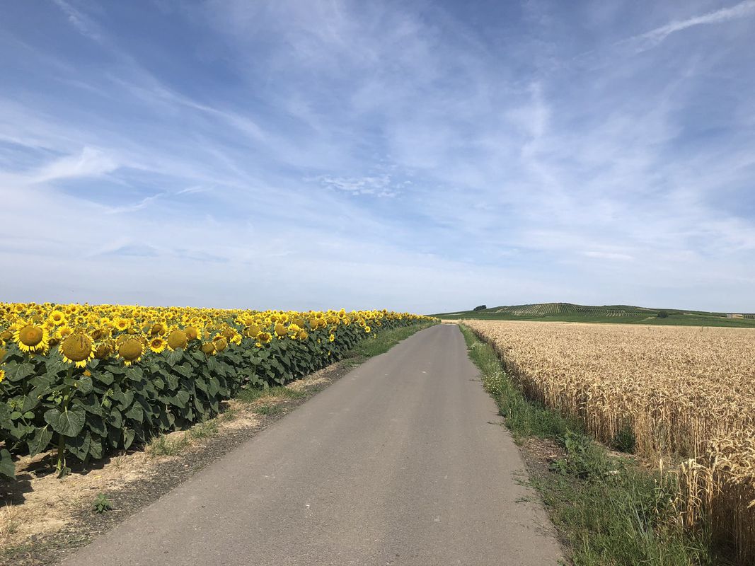 Moderate Route in Vendersheim