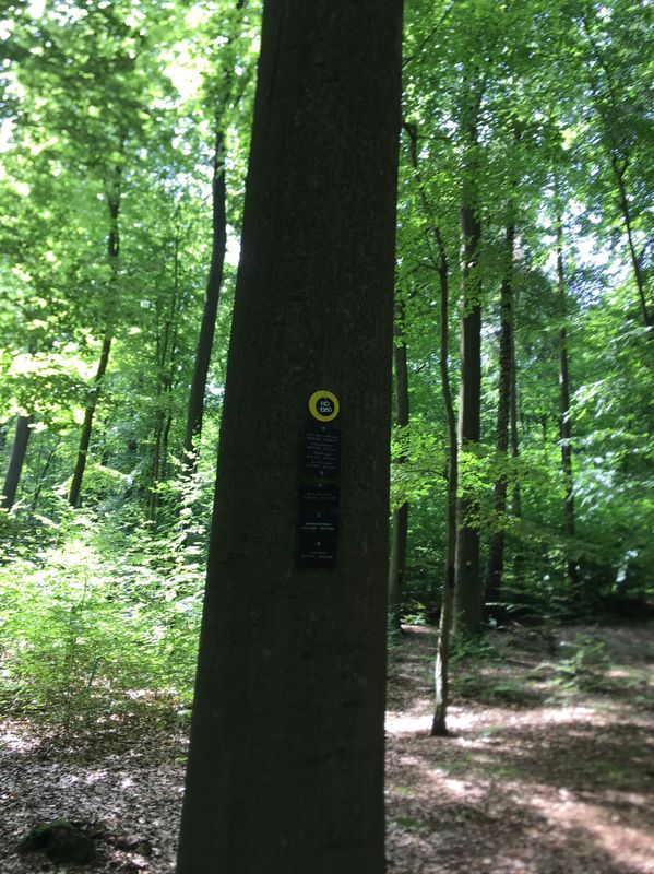 Moderate Route in Hannover