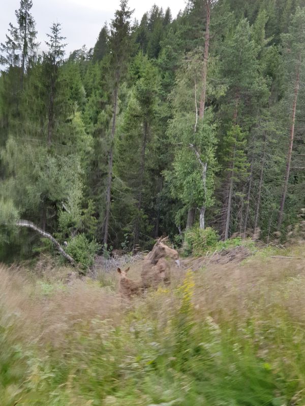 Vassfjellet-Heimdal