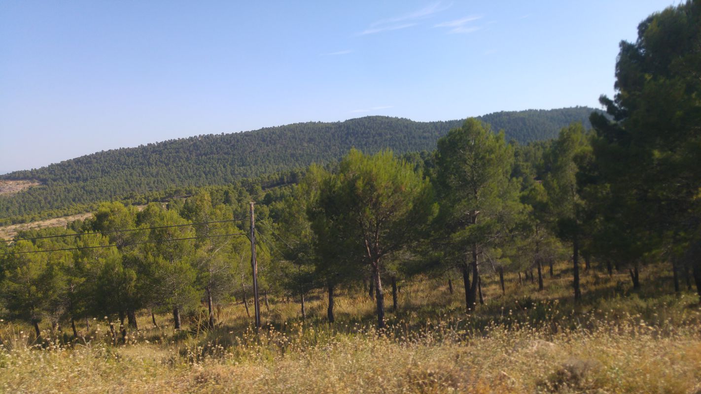 dehesa de ayna cañadas dehesa