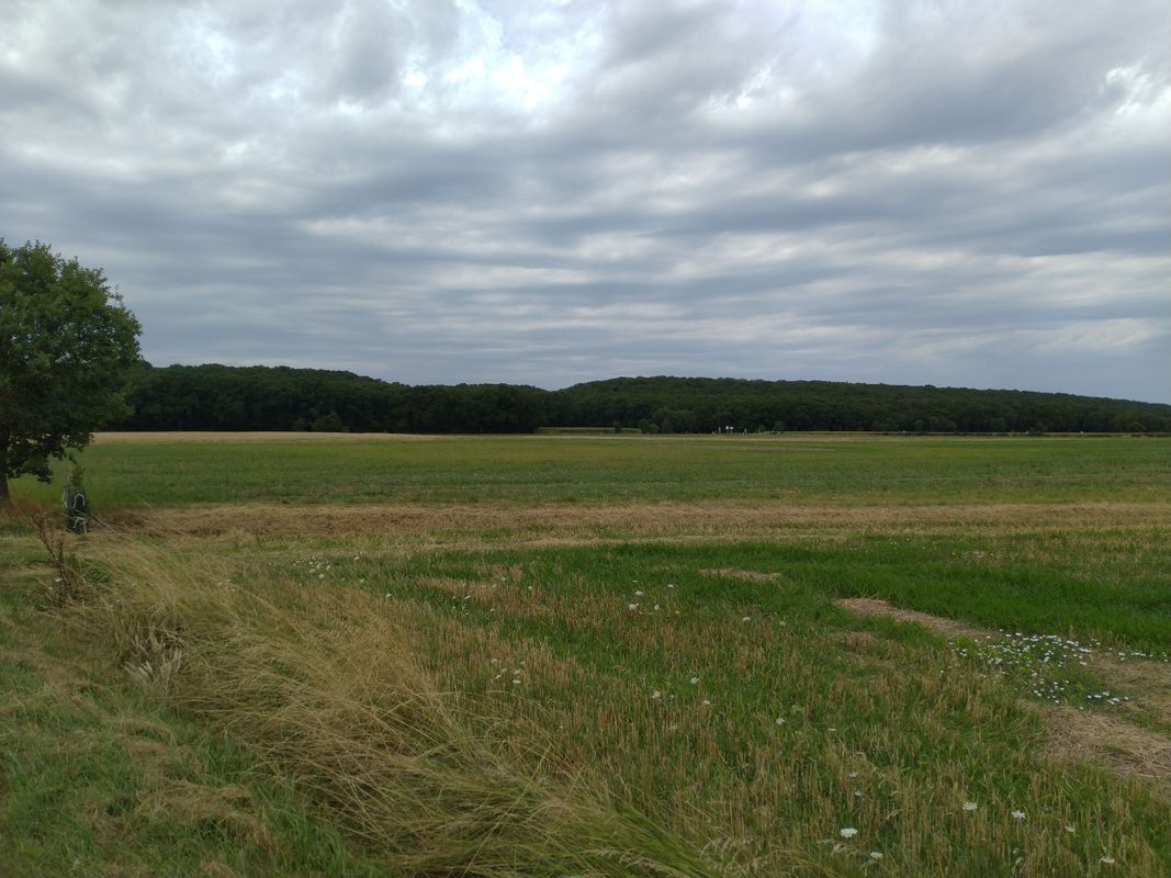 Chemin forêt de buzet sur Tarn au village