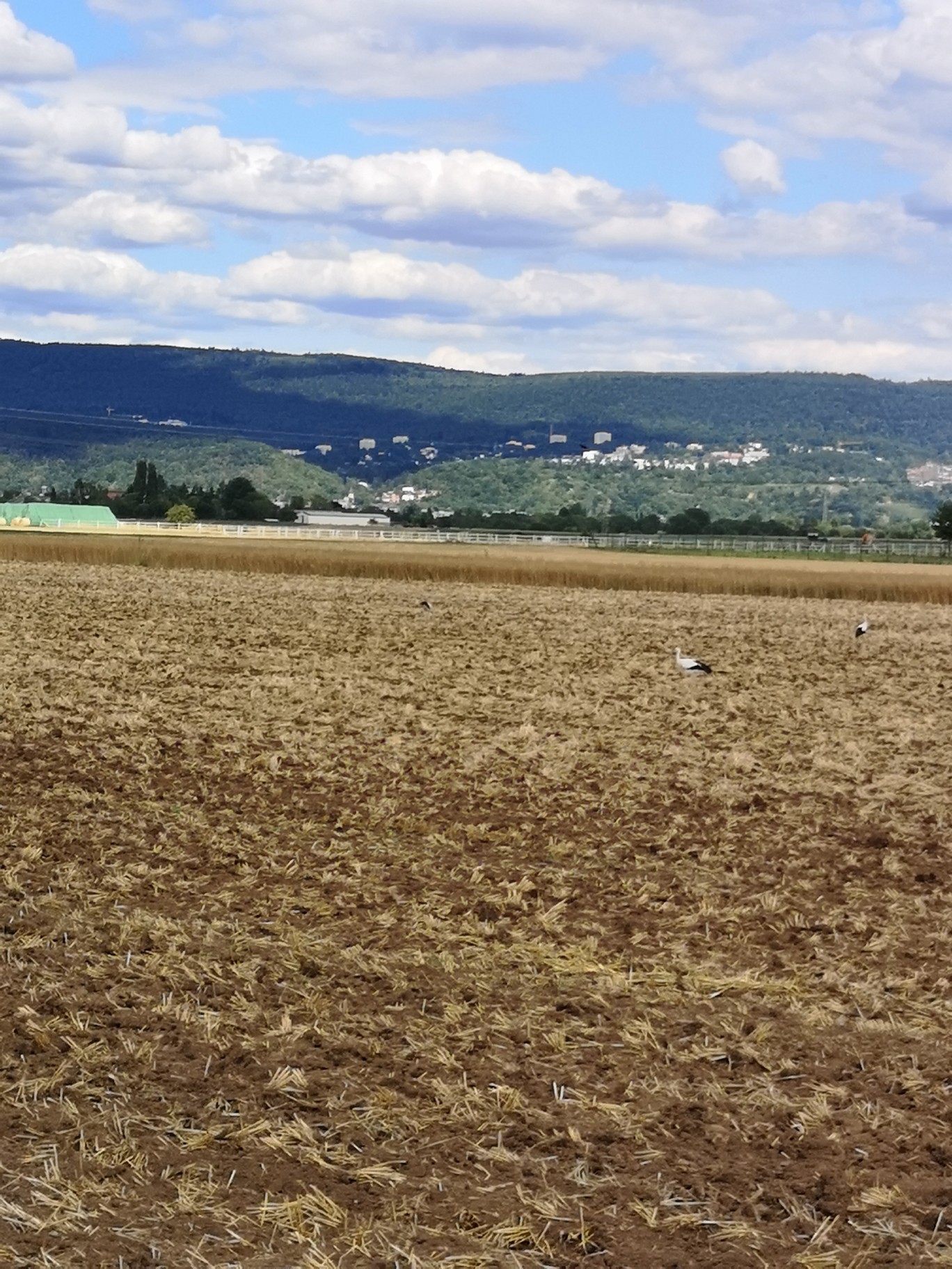 Durchs Feld