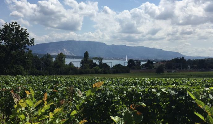 Photo 2 of the Bikemap route "Morges - Genf"