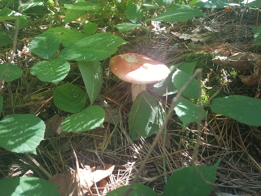 Mushrooms in Kaluzhskaya ;)