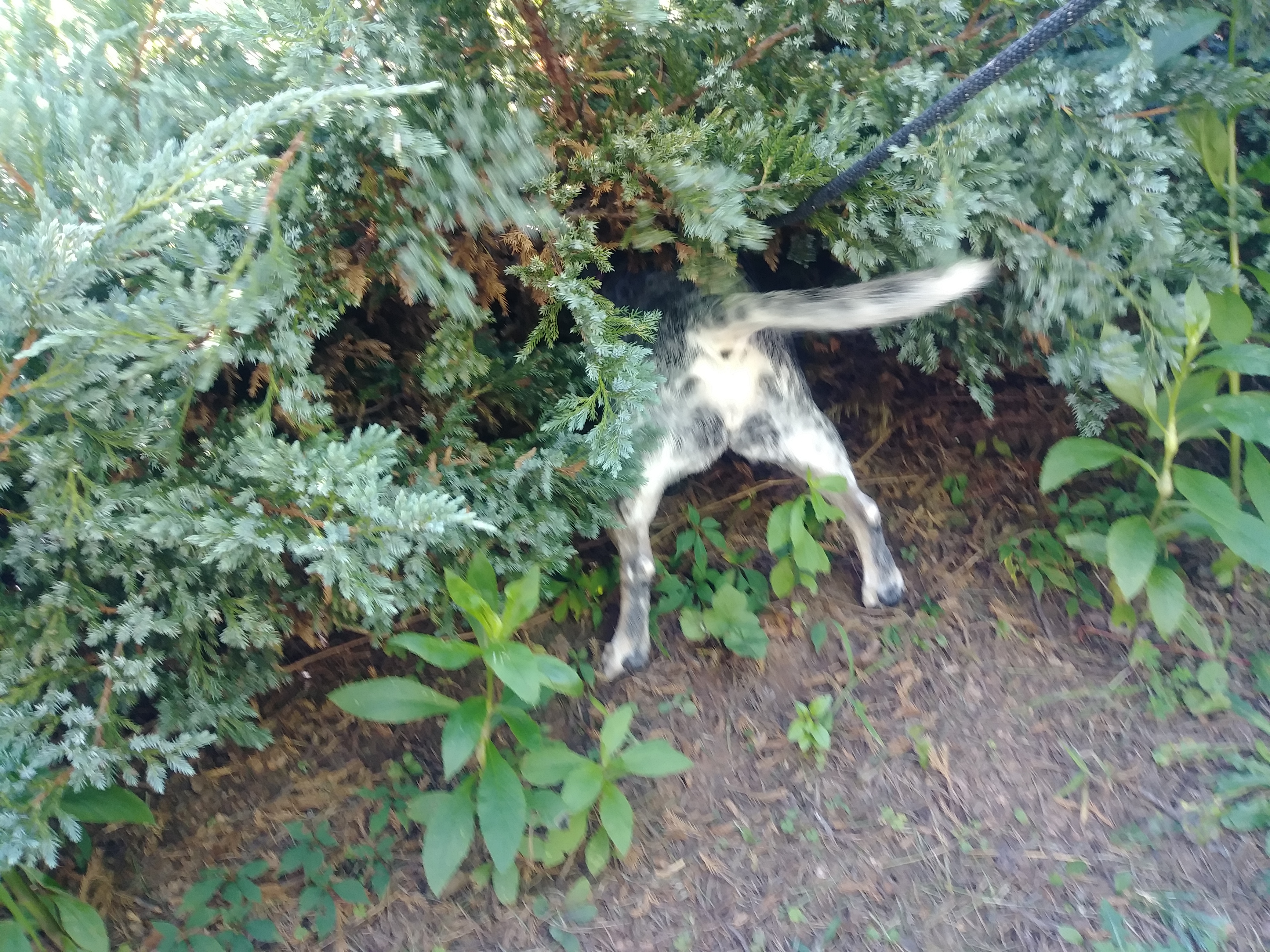 Banjo 8/15/2019