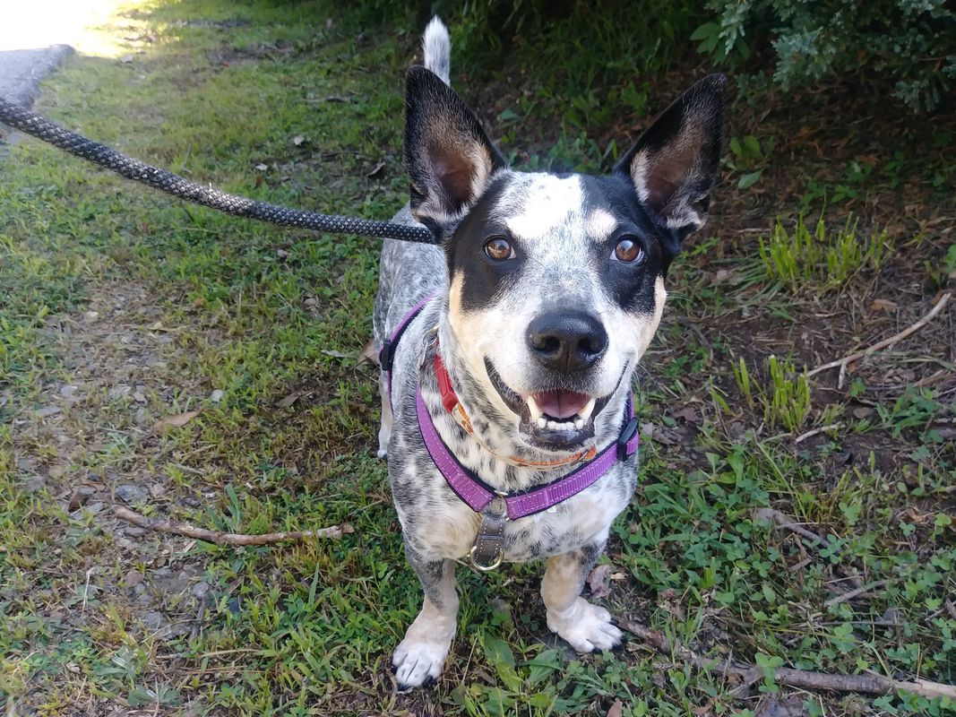Banjo 8/15/2019