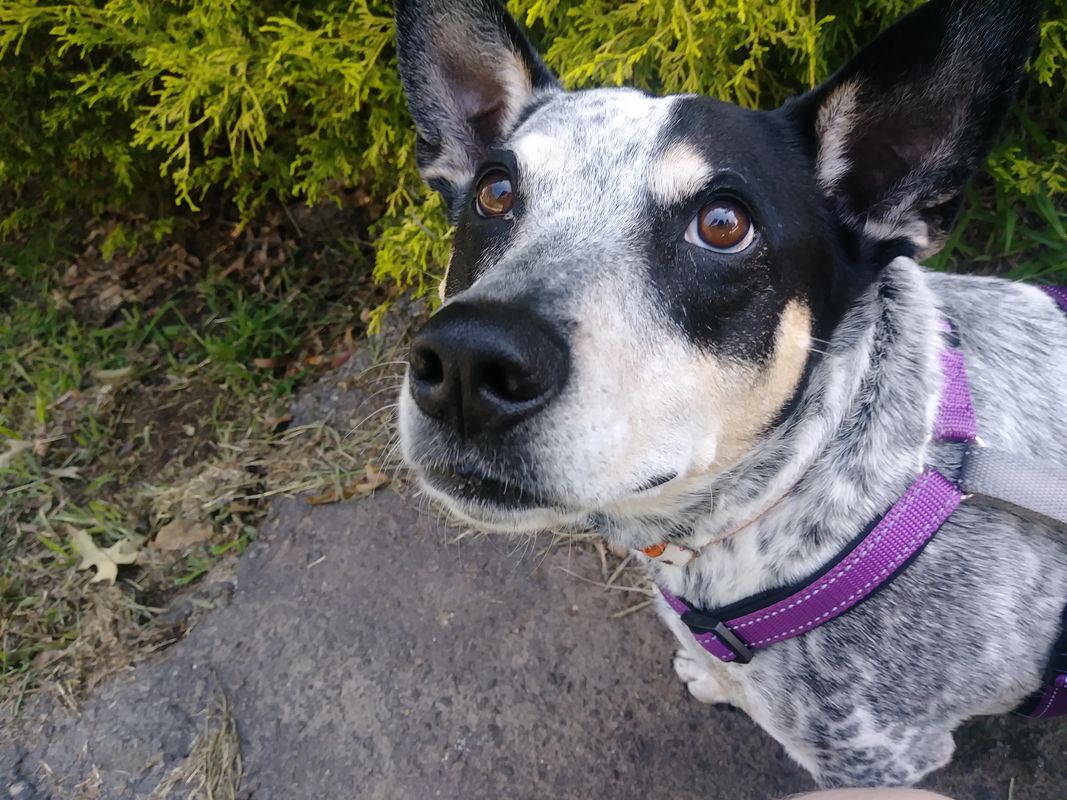 Banjo 8/15/2019