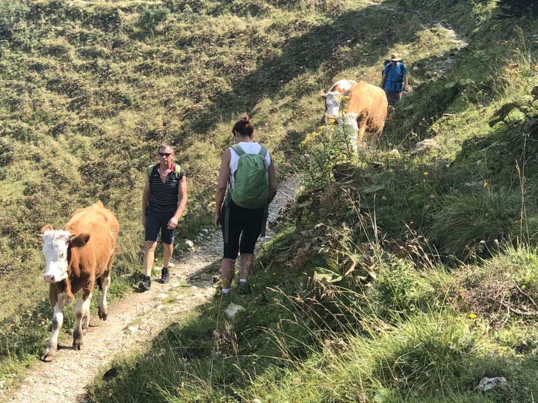 von Marquartstein zum Hochgernhaus 1510m danach weiter zu Fuß zum Hochgern 1740m