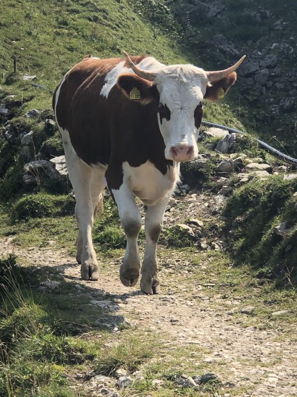von Marquartstein zum Hochgernhaus 1510m danach weiter zu Fuß zum Hochgern 1740m