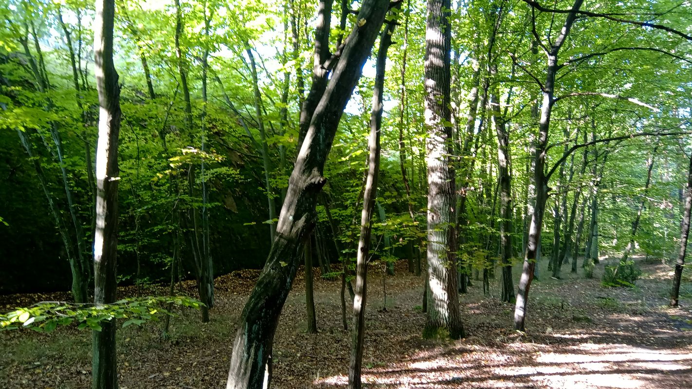 Smardzewice, Jeleń, Inowłódz, Konewka