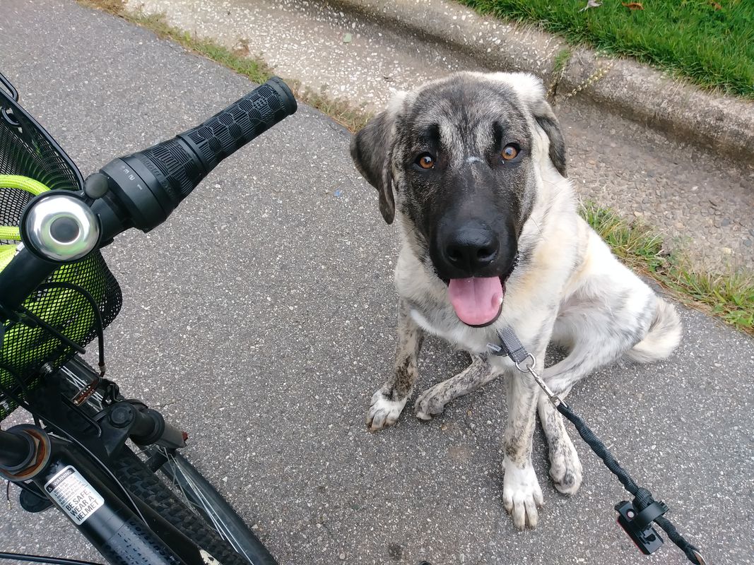 Rey's First Bike-Run!