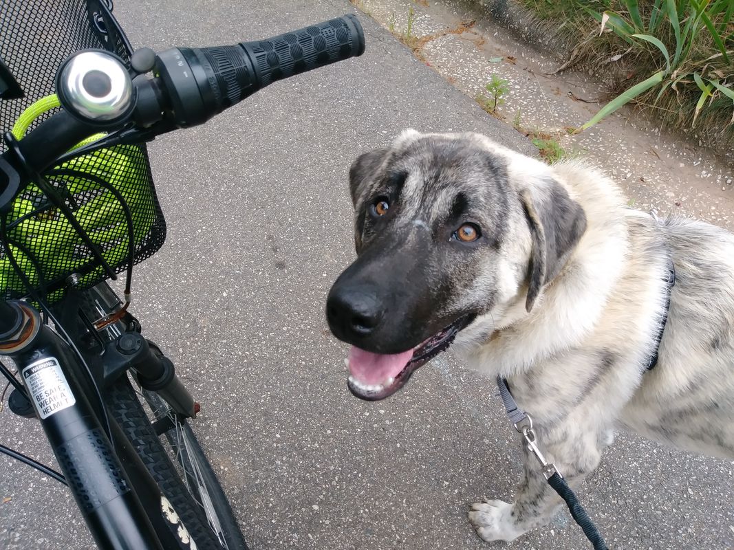 Rey's First Bike-Run!
