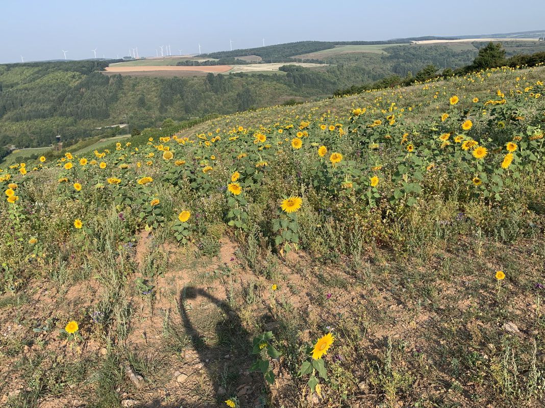 Langsame Fahrt in Oberndorf