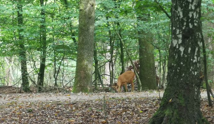 Photo 1 of the Bikemap route "Park Hoge Veluwe. route 1 &gt; Otterlo Beek &amp; Hei"
