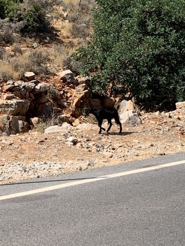 Part 2: Lasithiou Hochebene, Tzermiado, Malia, Chersonissos