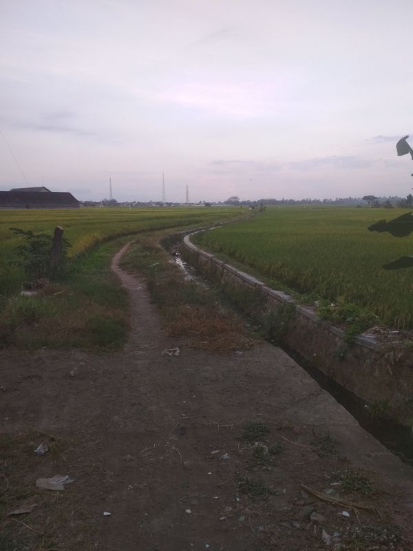 jalur tengah sawah