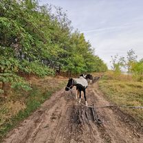 Photo 7 of the Bikemap route "Faleza Sud Techirghiol"