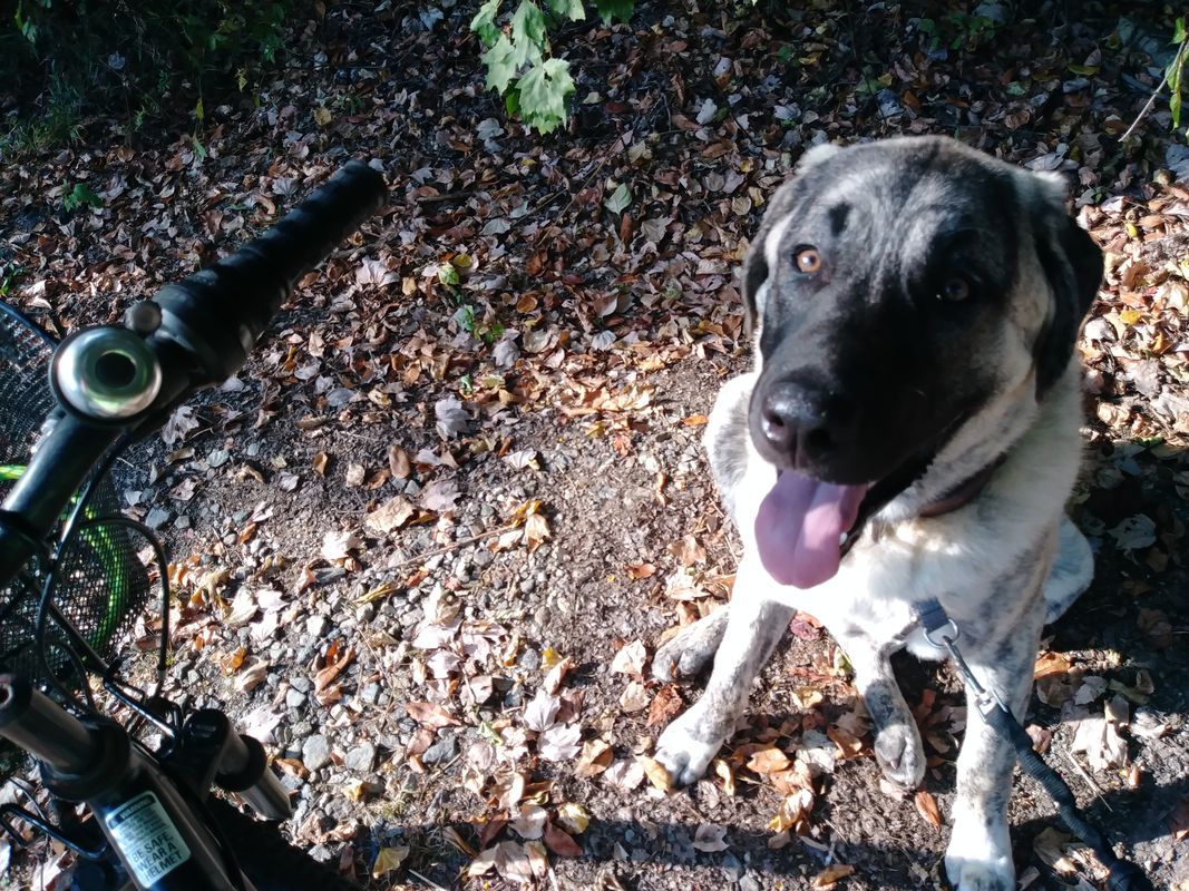 Rey Bike-Run 10/1/19