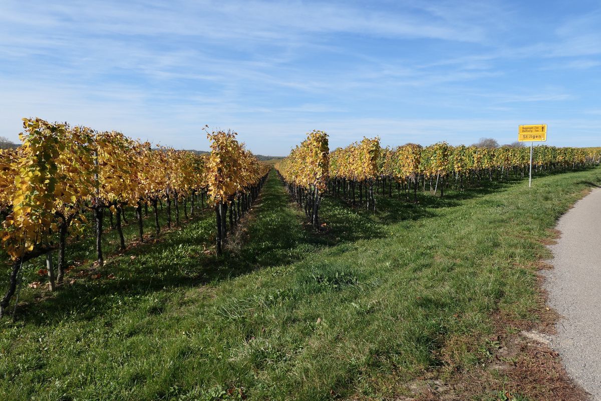 Müllheim - Durch die Weinberge