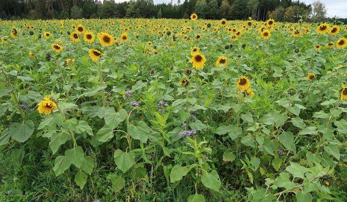 Foto 1 der Bikemap-Route "Wörth-Niederviehbach-Gummering-Loiching-Bergham-Teisbach-Oberteisbach-Maßendorf-Weigendorf-Süßbach-Schlott-Gummering-Wörth"