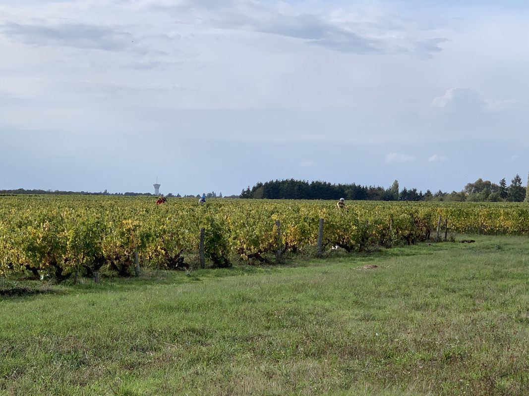 Ontspannen route in Montlouis-sur-Loire