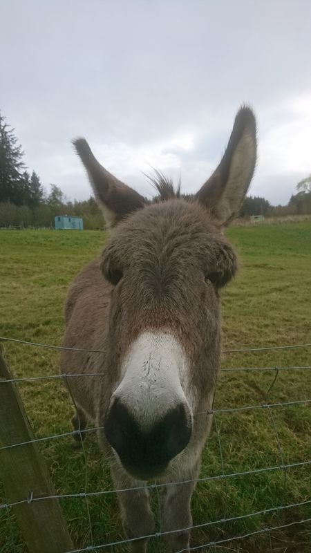 donkeys