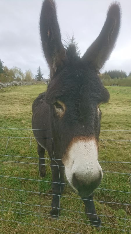 donkeys