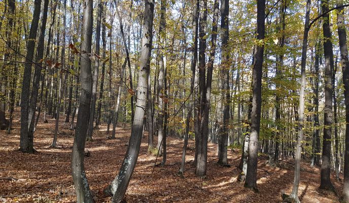 Zdjęcie 2 trasy Bikemap „Cataleya / Balon” Zdjęcie 2 trasy Bikemap „Cataleya / Balon”