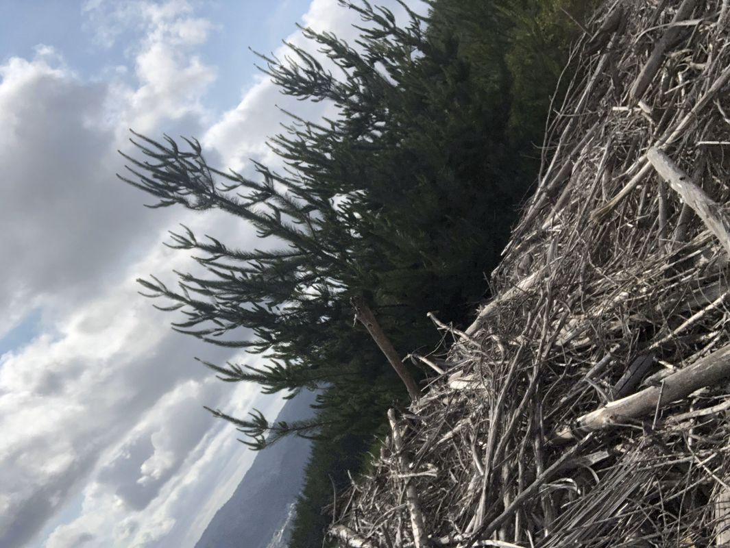 Condominio-Pata de gallina