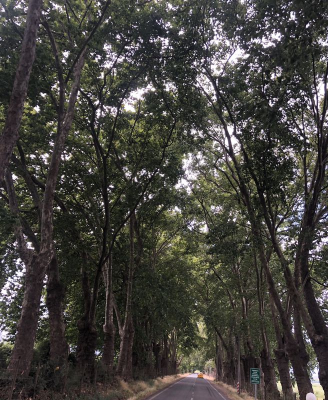 Paseo lento en Quinta de Tilcoco