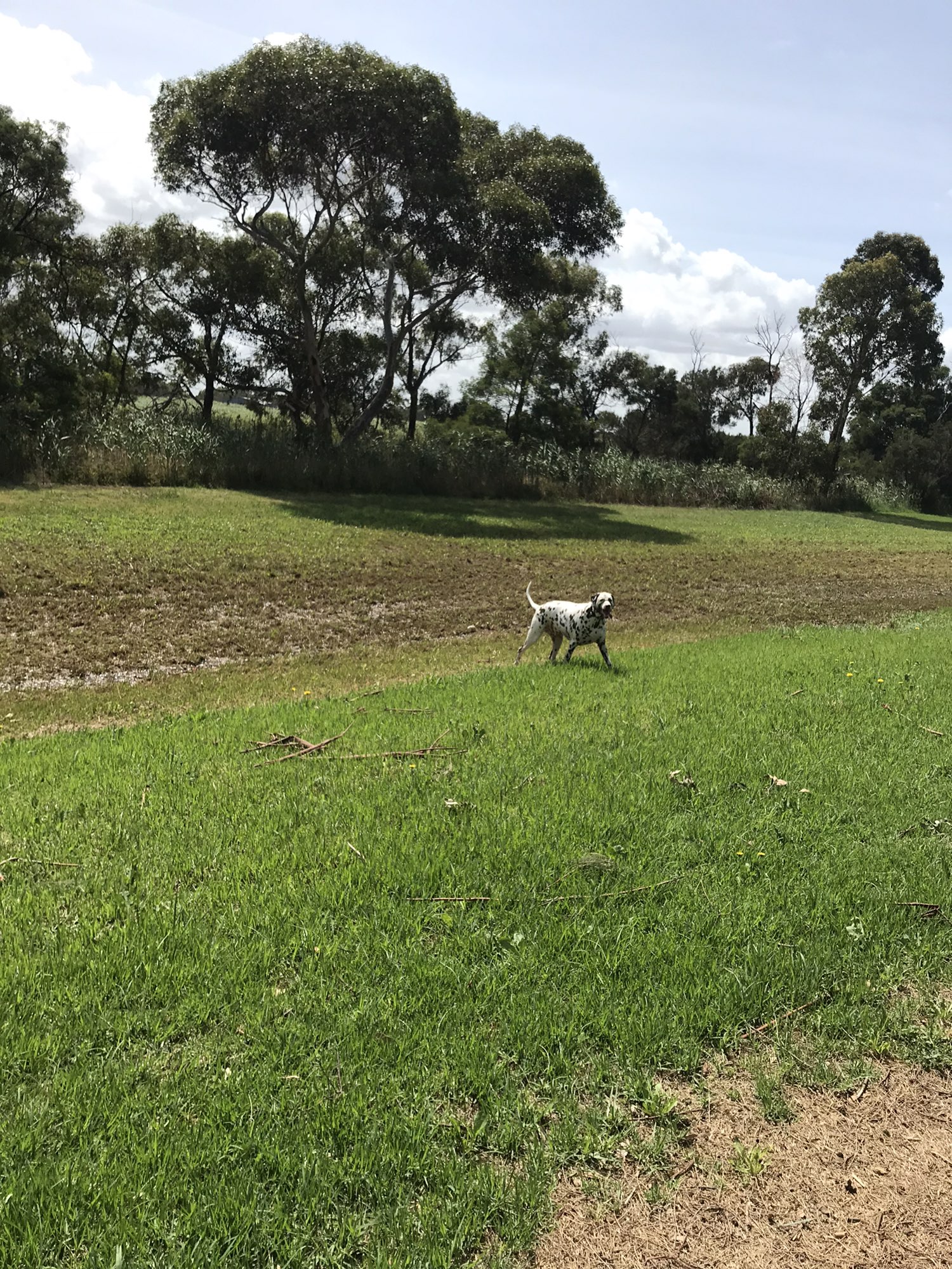 Aspendale gardens area
