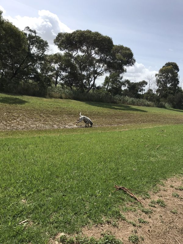Aspendale gardens area