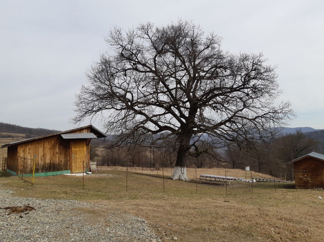 Moreni - nord