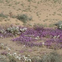 2020 SW US Tour - Brawley to Blyth - Ride Day 4