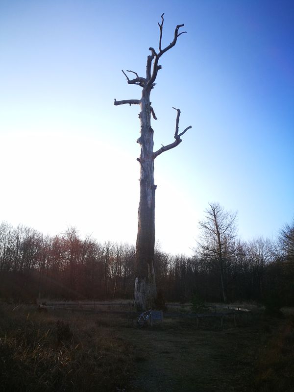 Tour découverte de la forêt de Fontainebleau